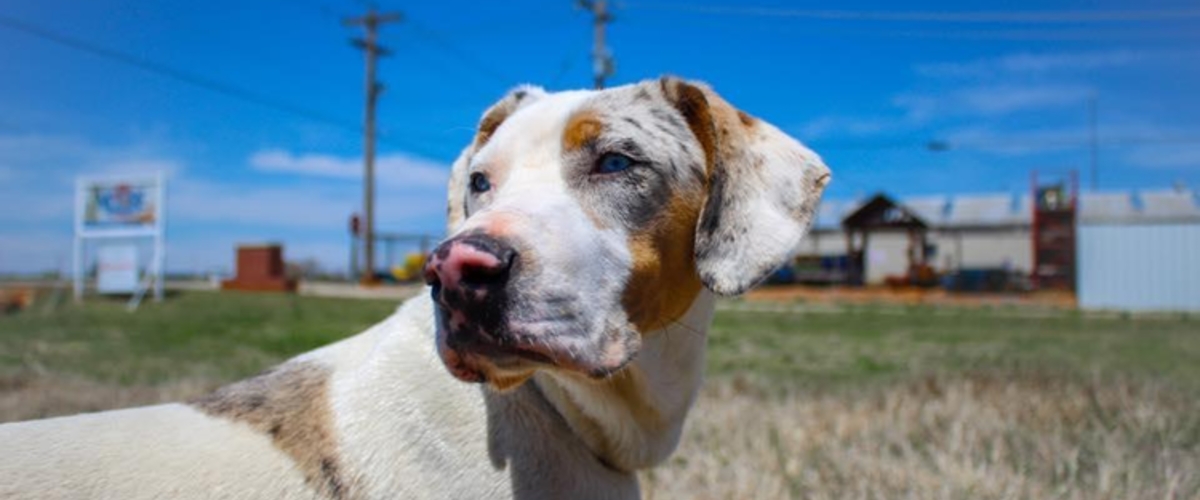 Animal Welfare City of Moore